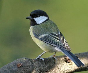 bird